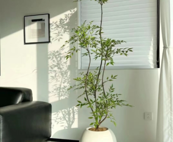 客廳放什么植物風水好又好養(yǎng)？8款客廳盆栽綠植推薦